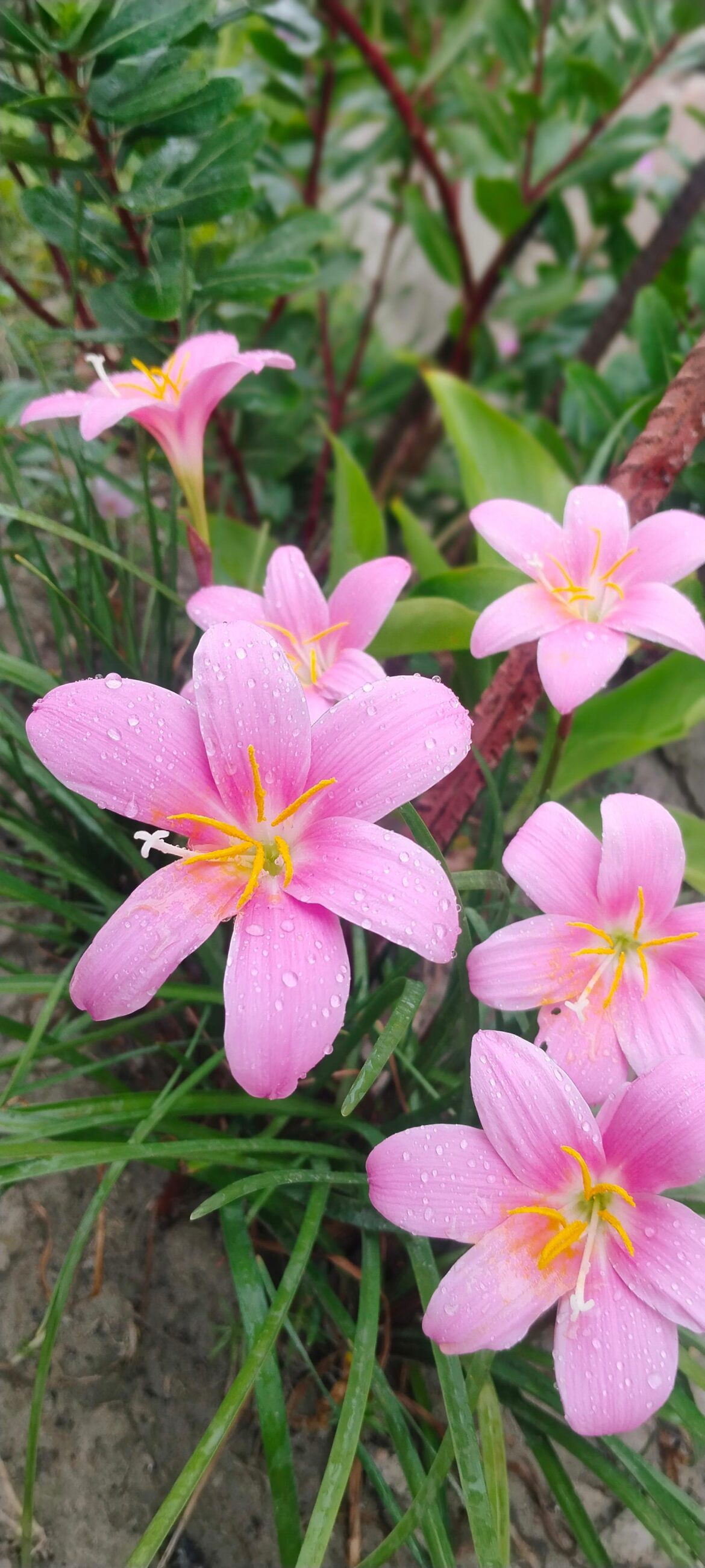 Rain lily