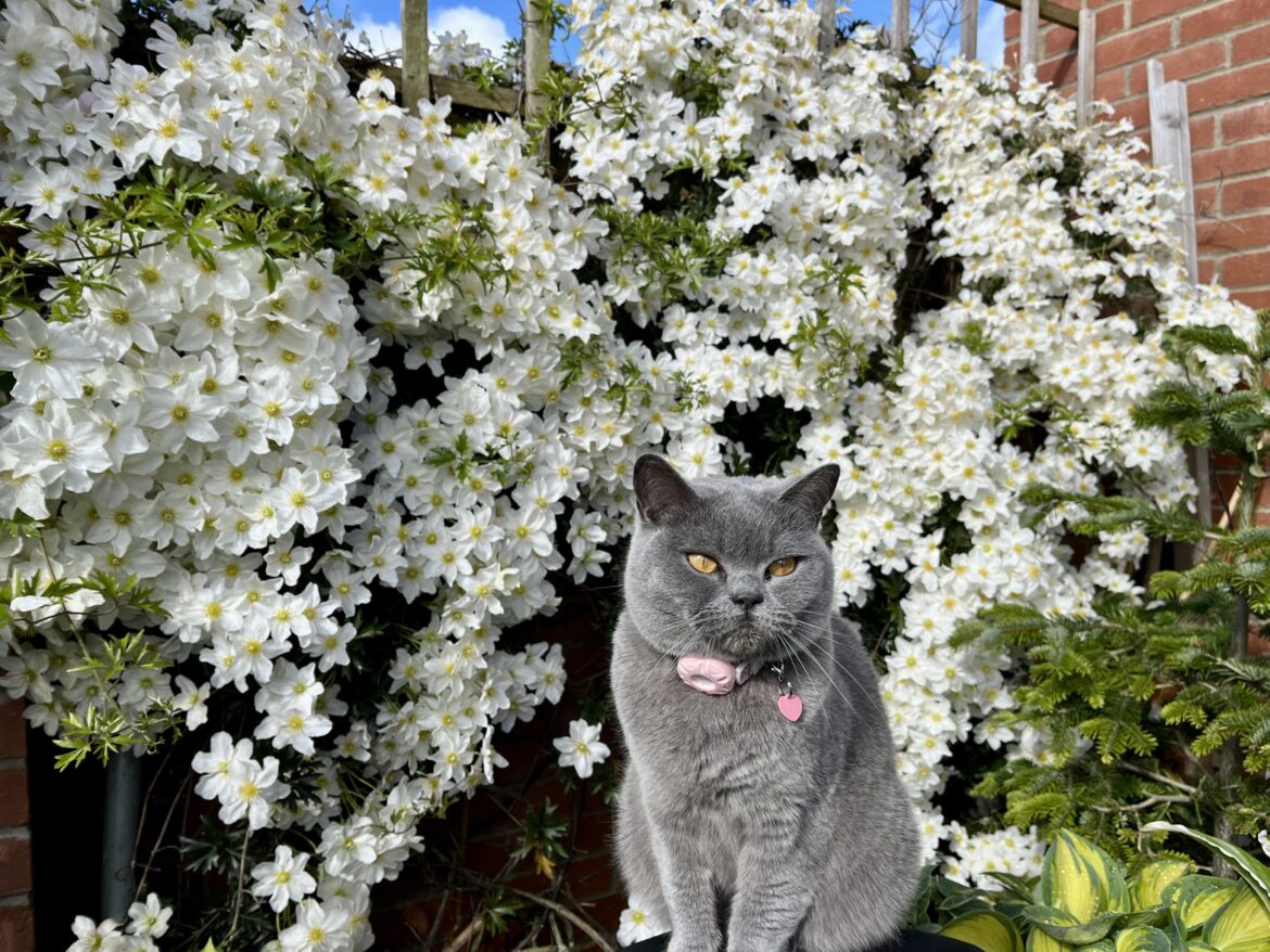 Clematis Appreciation Clematis Appreciation