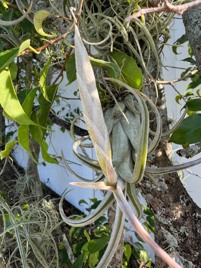 What species is this?!