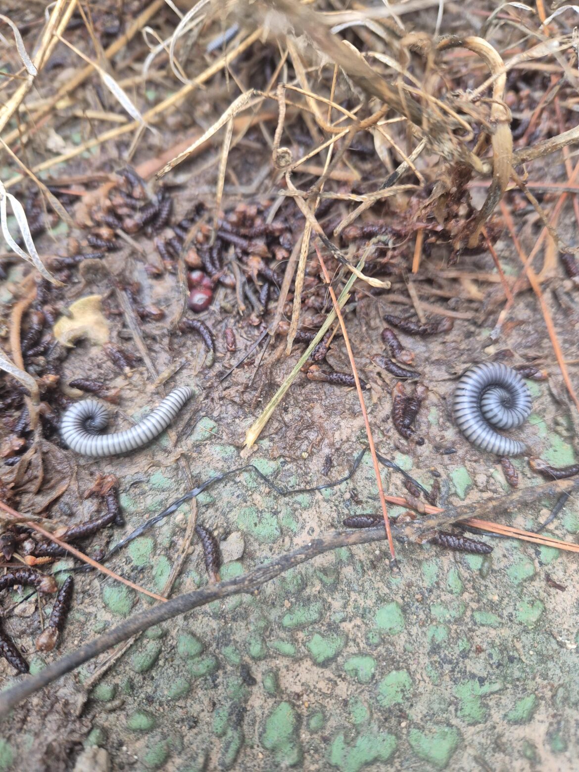 Millipedes