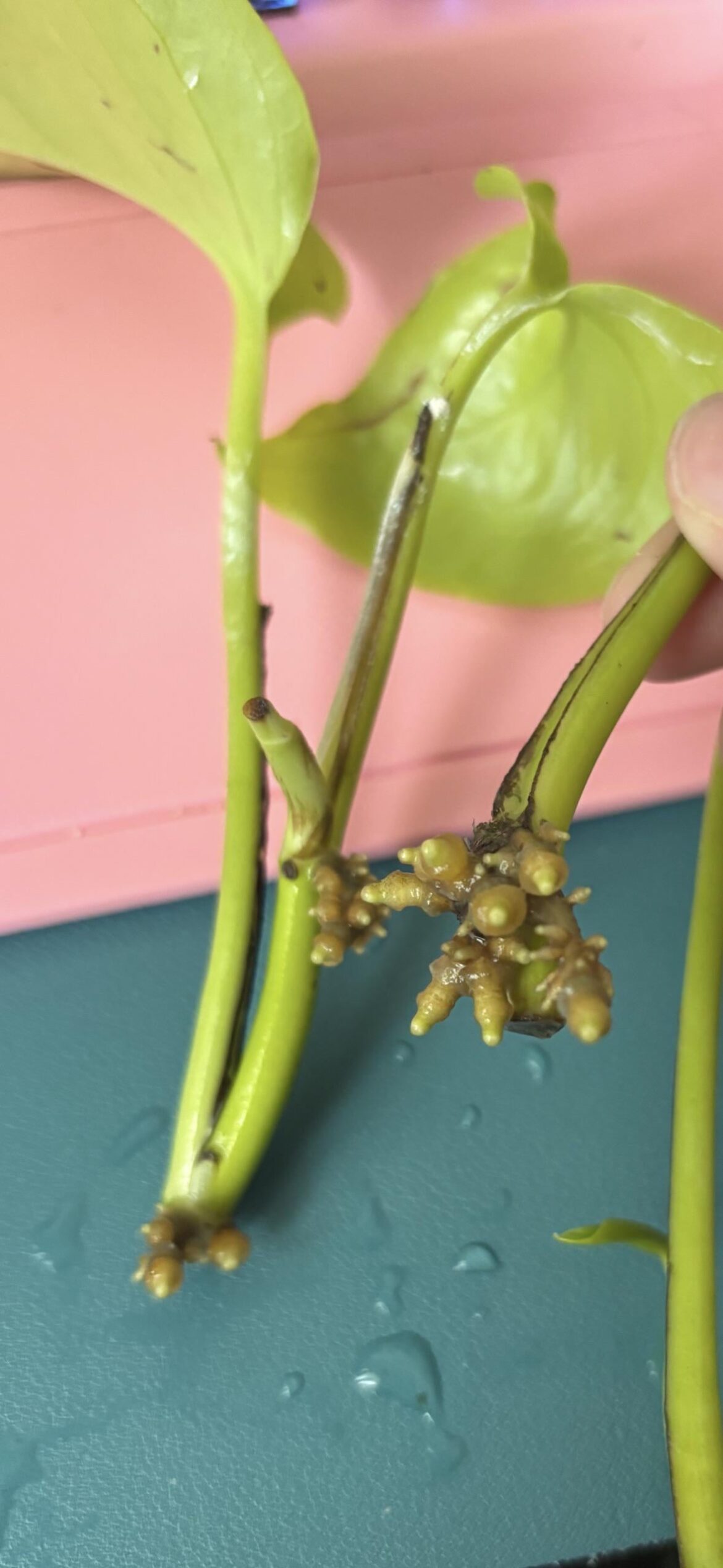 Neon pothos roots growing weird Neon pothos roots growing weird