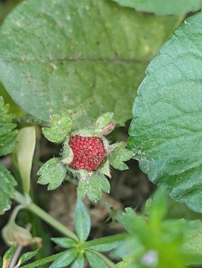 What kind of berry is this and is it toxic to cats?