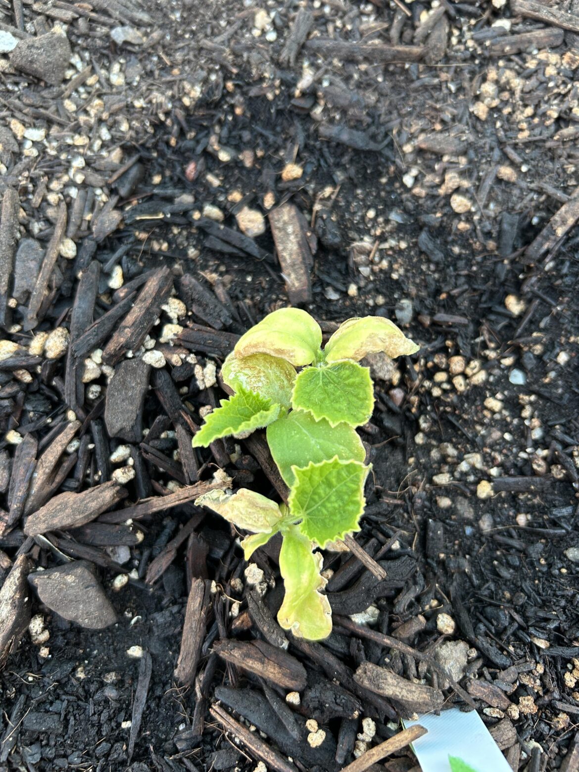 Help! Newly sprouted cucumbers looking rough. Help! Newly sprouted cucumbers looking rough.