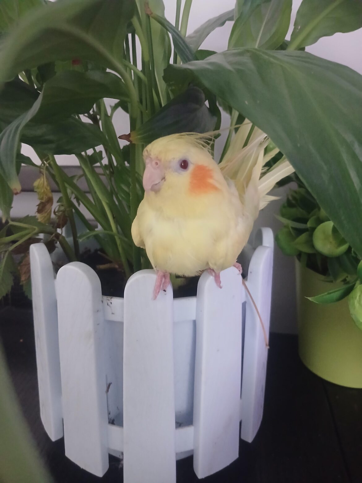 My plant got a fat mealy bug proplem