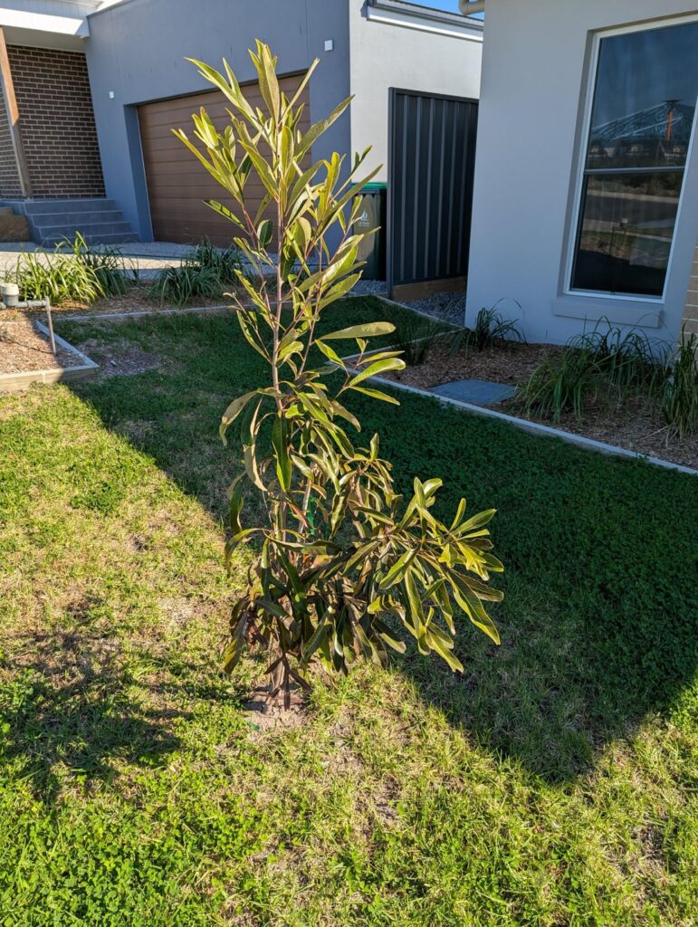 Can someone identify this tree?