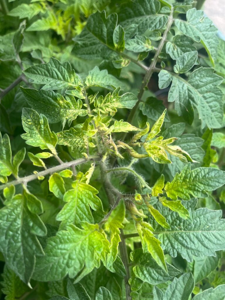 Leaf discoloration on my tomatoes. Any ideas?