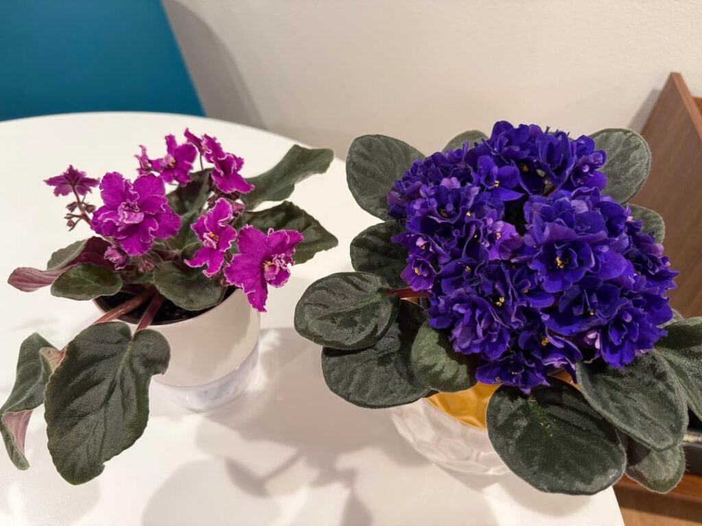 Thank you to Mother’s Day for allowing us AV fiends to profit even more than usual at nurseries, grocery stores, and bix box stores this weekend