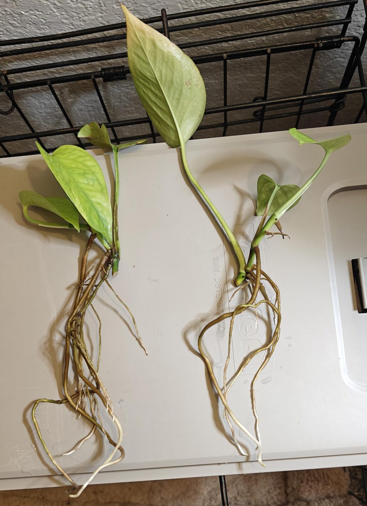 Ready for soil!
