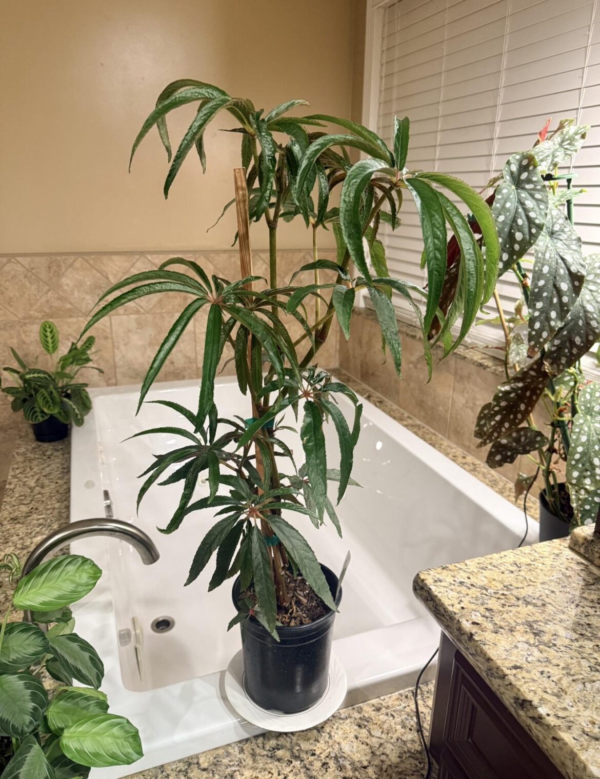 Begonia Luxurians Propagation Tips? Begonia Luxurians Propagation Tips?