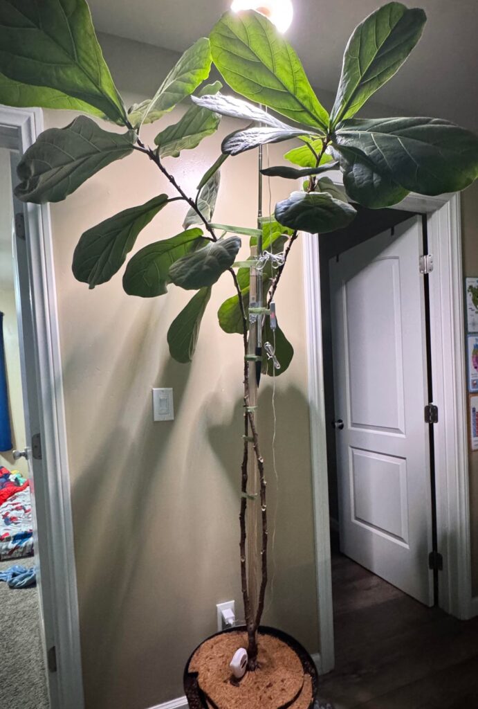 Chop and propagate?