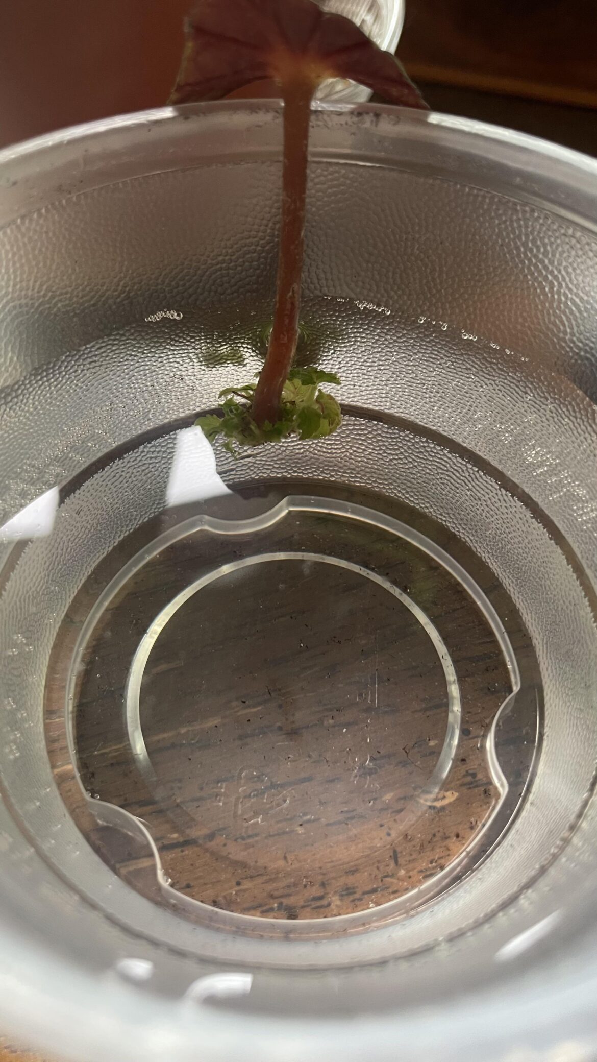 First rhizomatous begonia rex, help with prop?