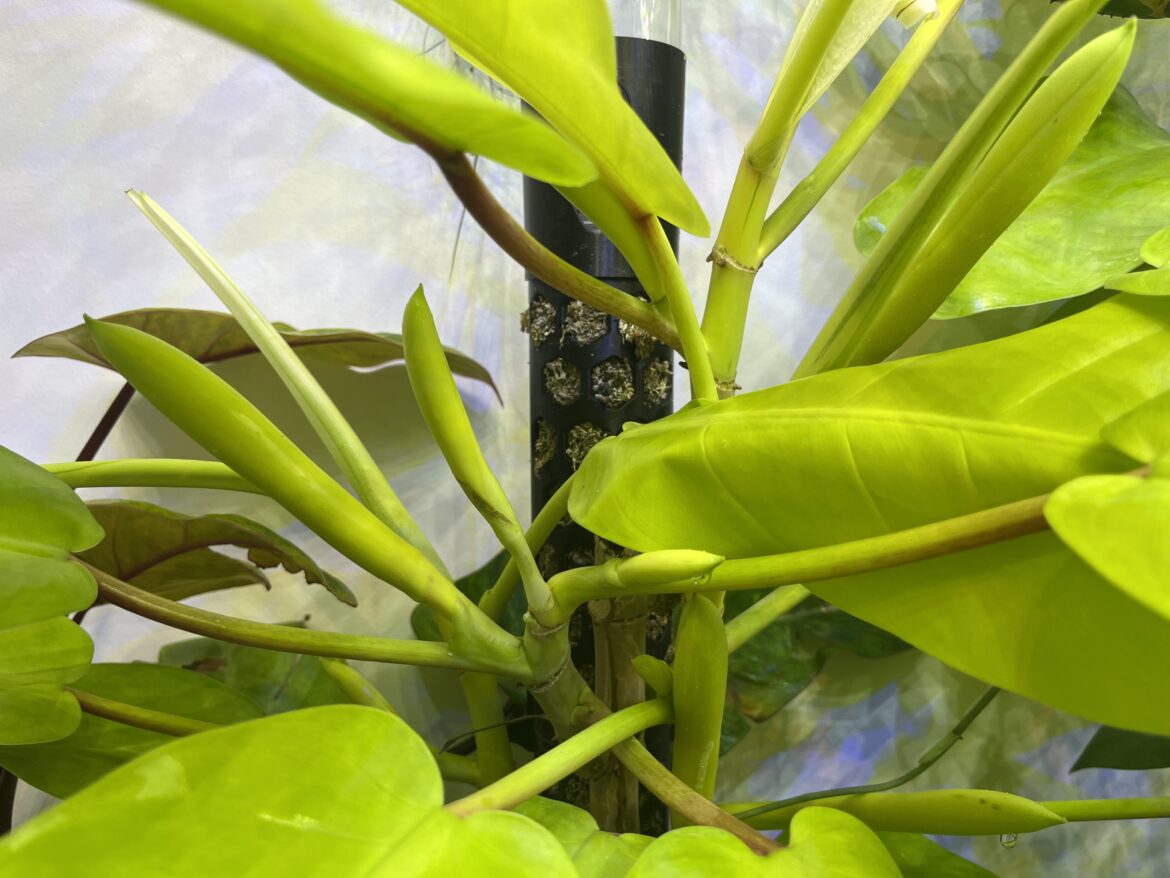 Malay gold inflorescence
