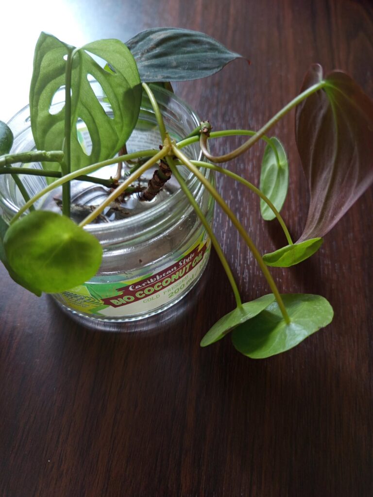 Help! My pilea prop is looking sadder each day :( Help! My pilea prop is looking sadder each day :(