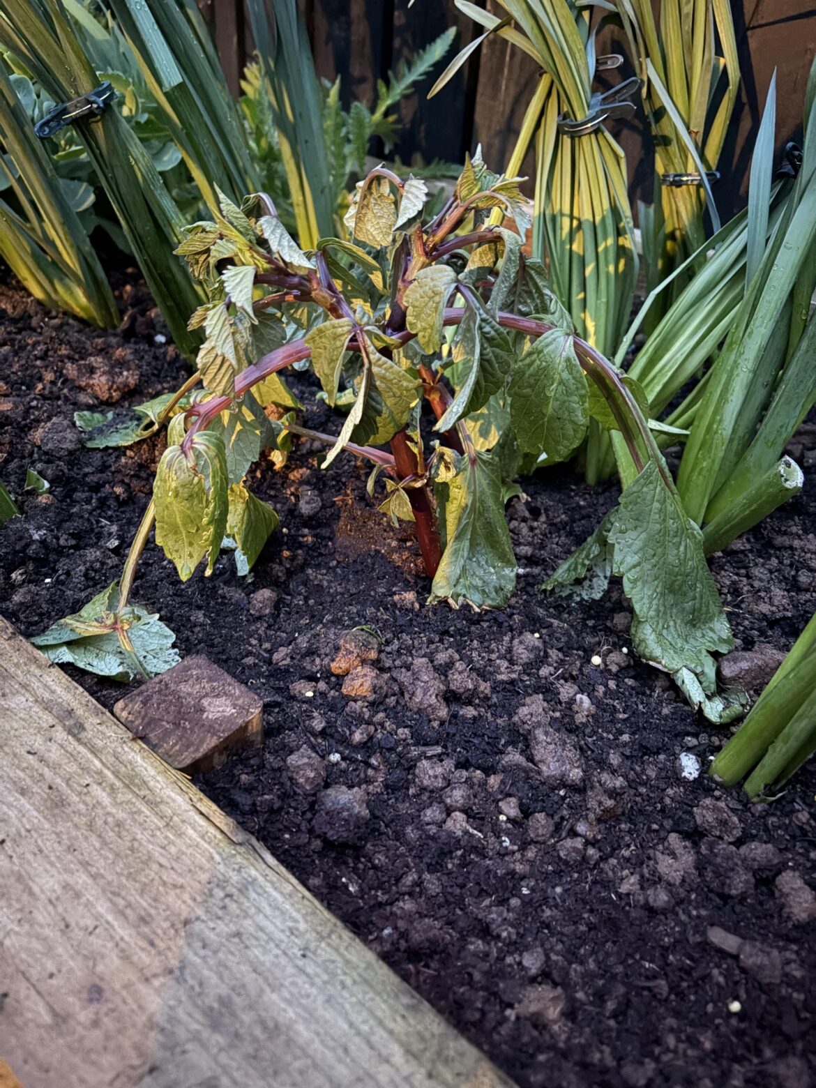 Dahlia transplant shock? Dahlia transplant shock?