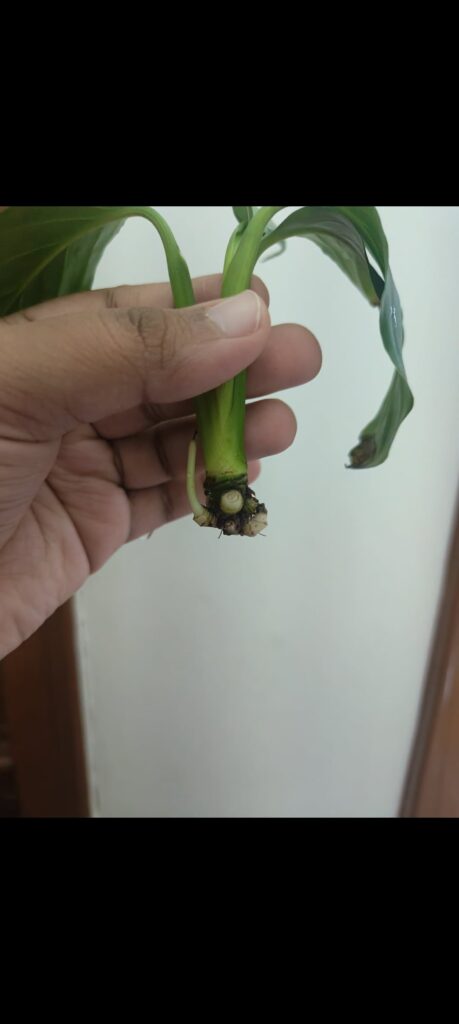 My plant is dying and I have no idea what to do
