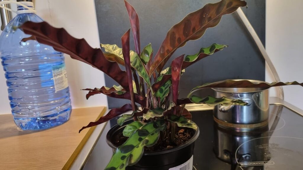 15 new leaves coming in