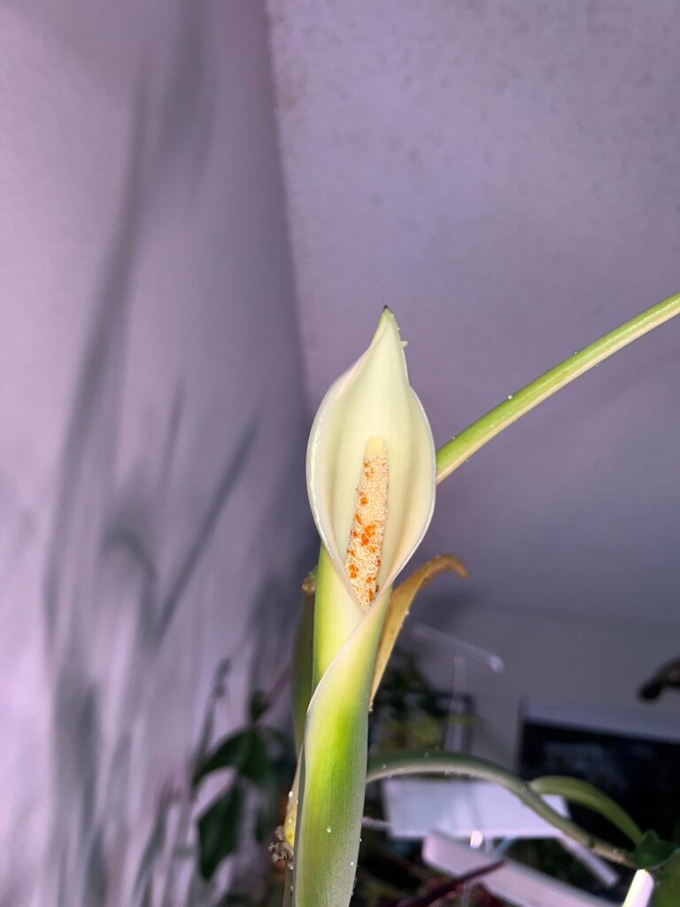 12-feet up, my Philodendron Jerry Horne is blooming! 4 years ago it started as a 10-inch tall, 3- leaf gangly cutting that I was given by a plant friend becuase they were fed up with it