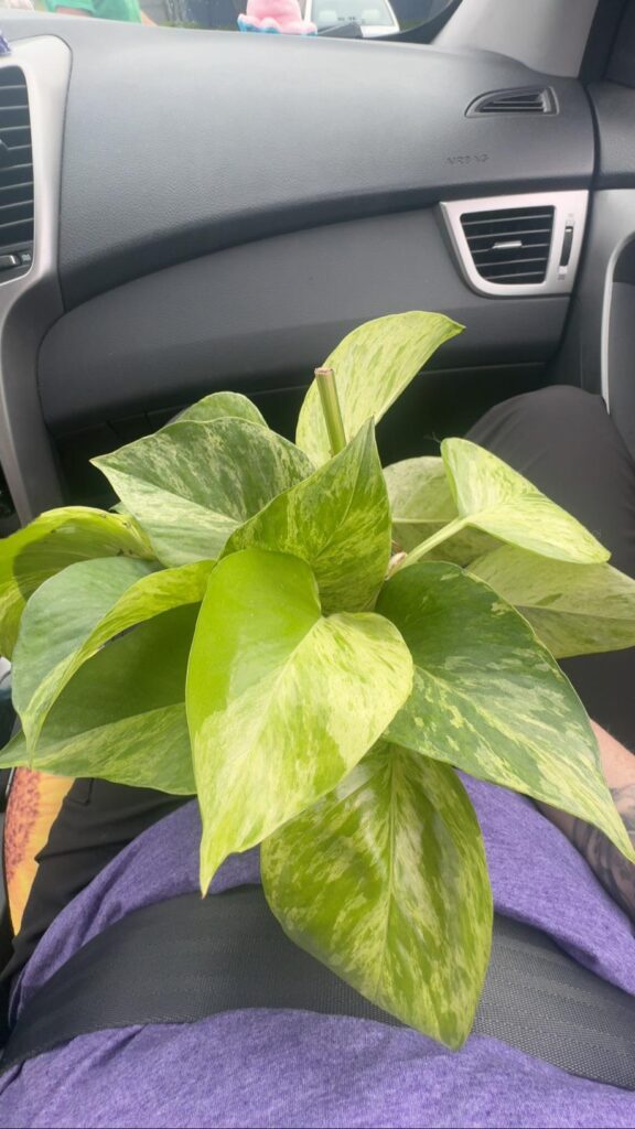 Plant Swap!