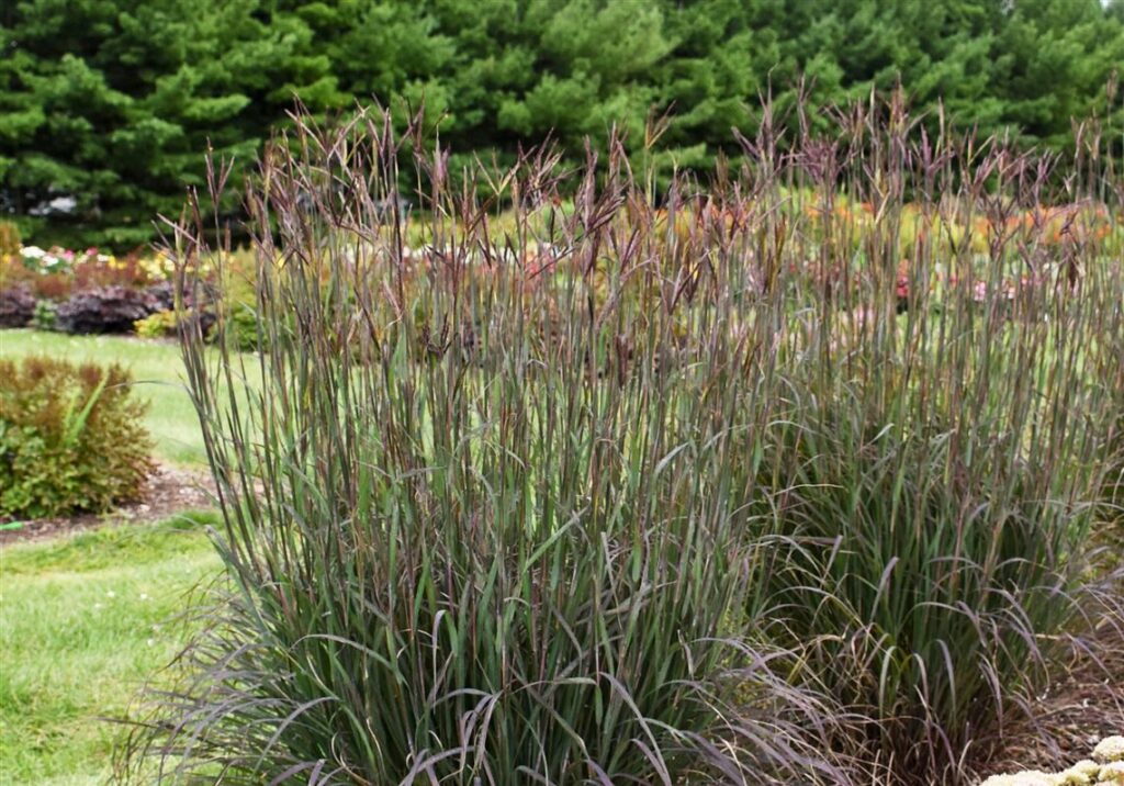 ’Blackhawks’ big bluestem makes a strong vertical statement in the landscape