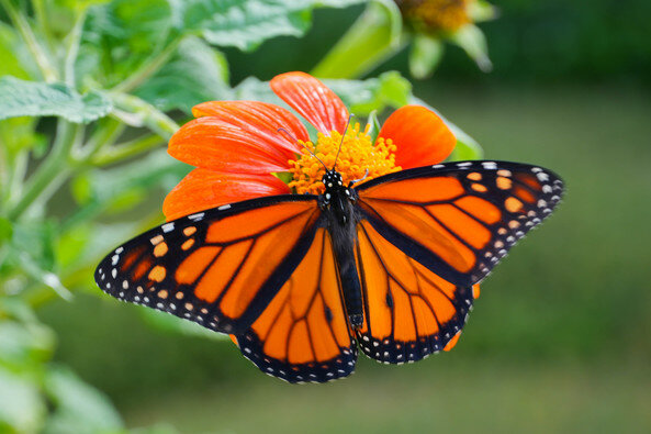 Fluttering forward: Butterflies welcome as Riviera garden takes flight in Foley Fluttering forward: Butterflies welcome as Riviera garden takes flight in Foley