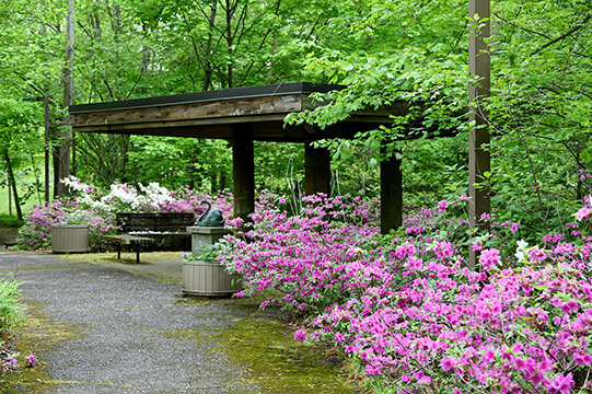 Annapolis’ Secret Garden: Little-Known Green Space Showcases Nature In The State Capital Azaleas bloomed in Tawes Garden in late April.
