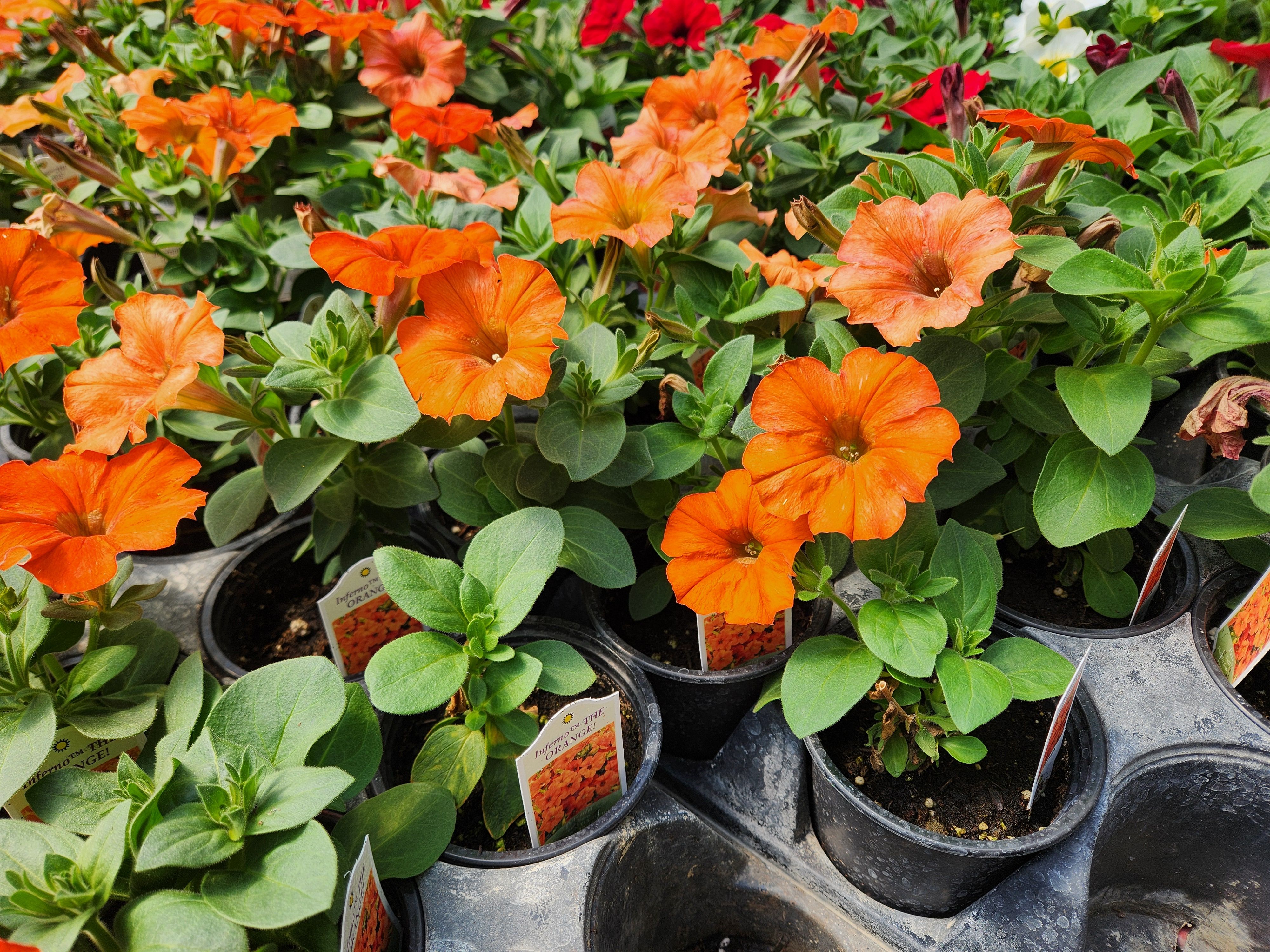 Orange petunias bloom inside Our Farm Greenhouses as brighter flower colours trend early this spring among Manitoba gardeners.  PortageOnline/Tristen Sokolosky