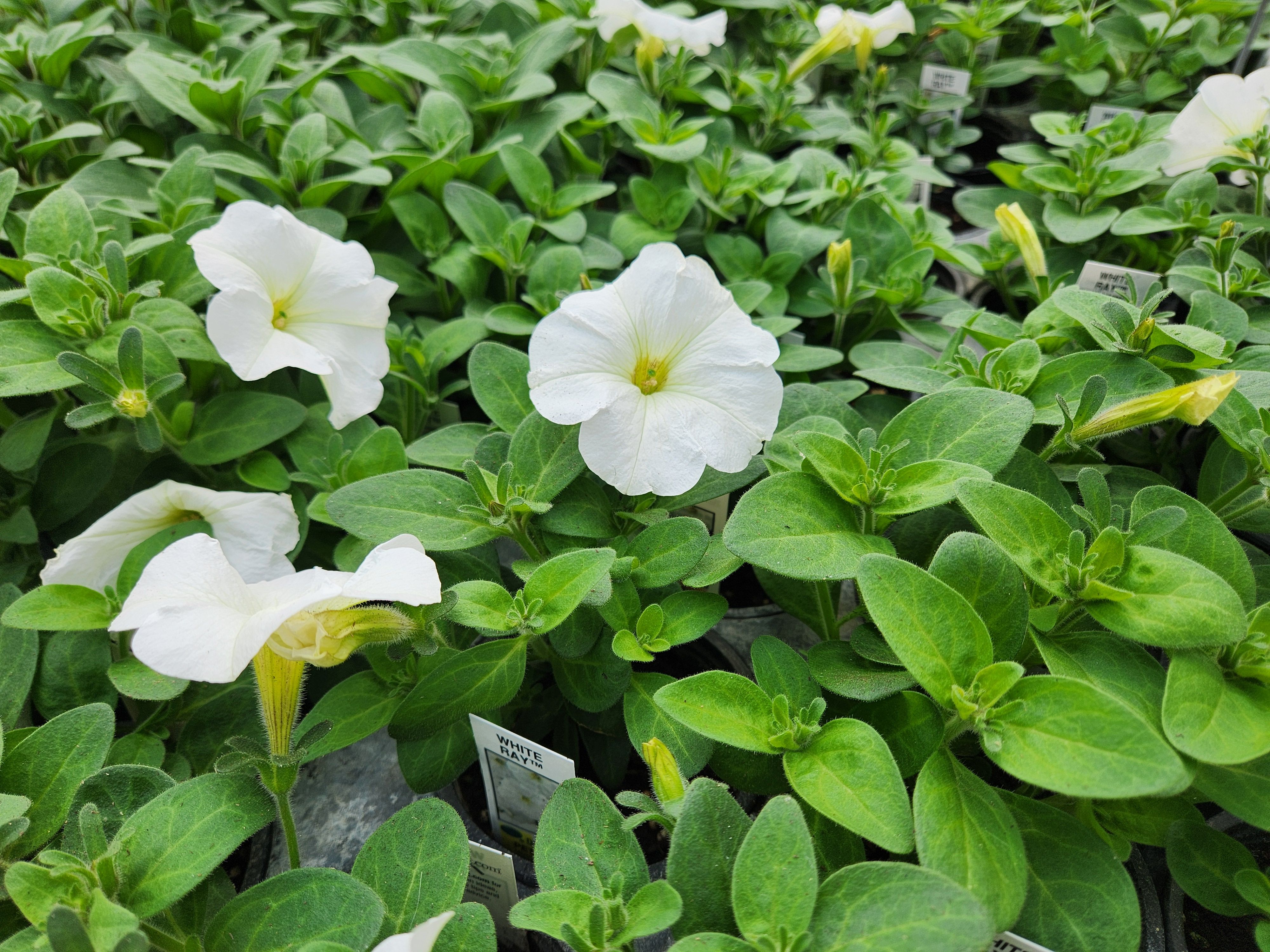 White petunias grow inside Our Farm Greenhouses as lighter flower colours trend among Manitoba gardeners this spring.  PortageOnline/Tristen Sokolosky