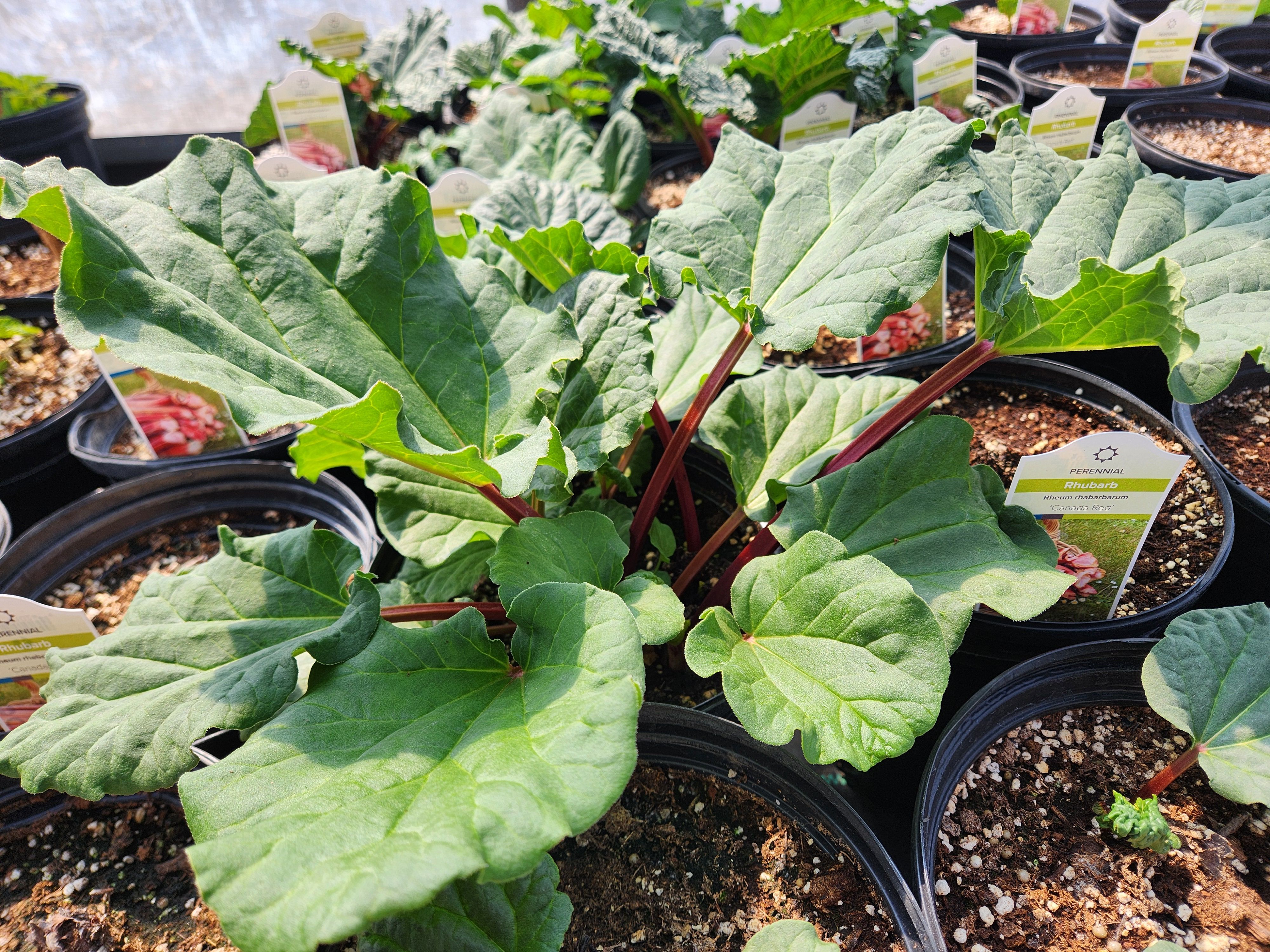 Rhubarb plants thrive inside Our Farm Greenhouses as cooler spring temperatures help Manitoba perennials return strong this season.  PortageOnline/Tristen Sokolosky