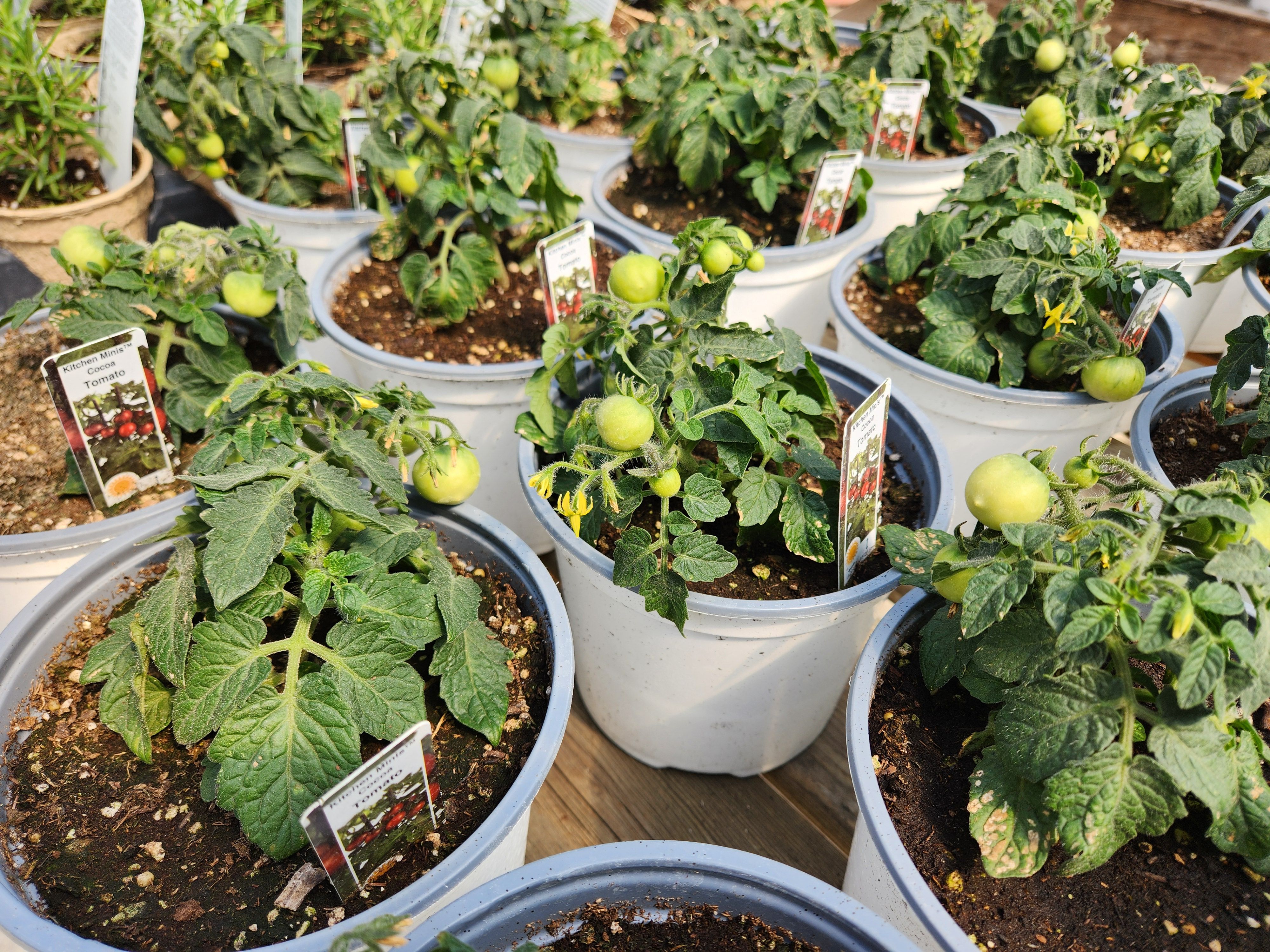 Tomato plants continue growing inside the greenhouse at Our Farm Greenhouses while gardeners wait for warmer temperatures before planting outdoors.  PortageOnline/Tristen Sokolosky