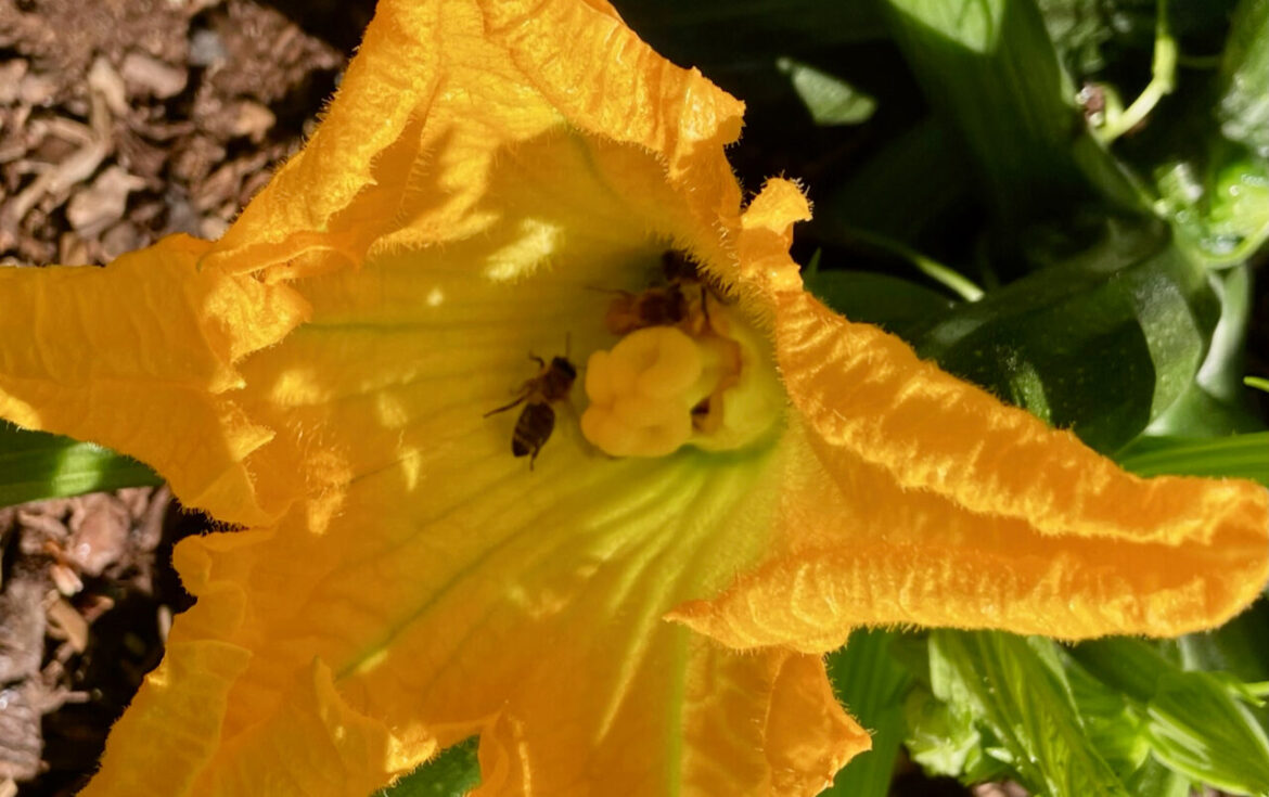 Garden advice we can live without Garden advice we can live without