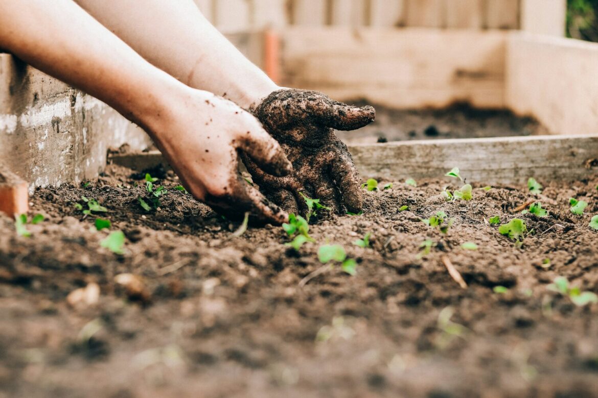 Last call for applications for Master Gardener Basic Training Last call for applications for Master Gardener Basic Training