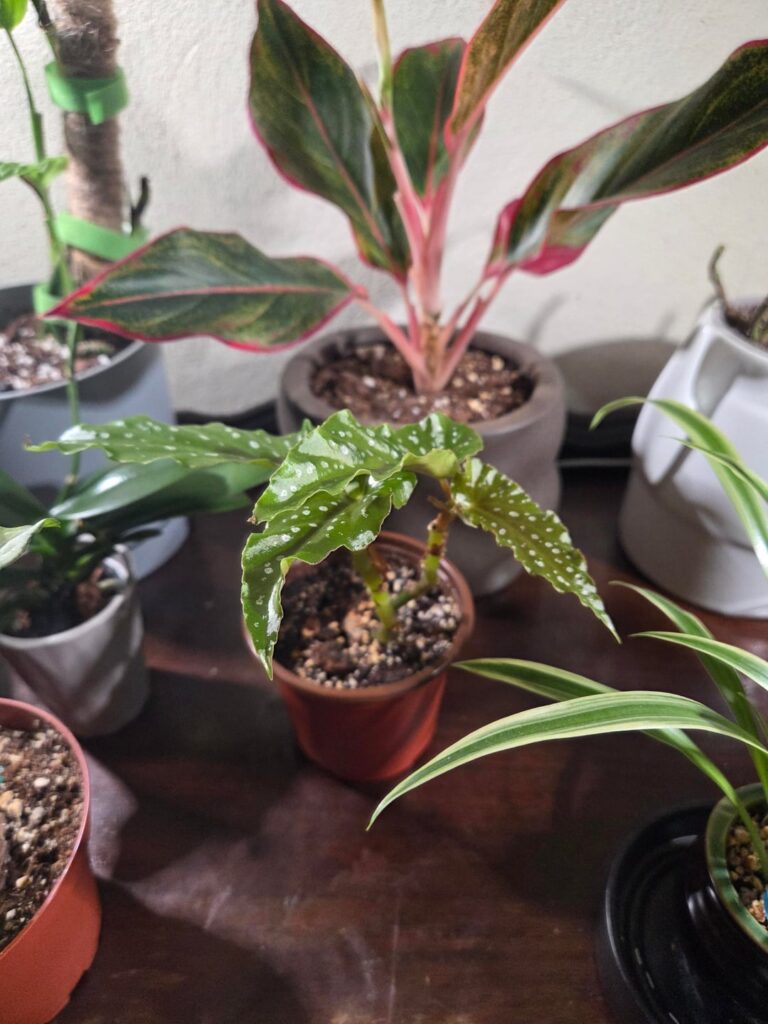 Can anyone tell me why my begonias leaves are sticking up like this? Can anyone tell me why my begonias leaves are sticking up like this?