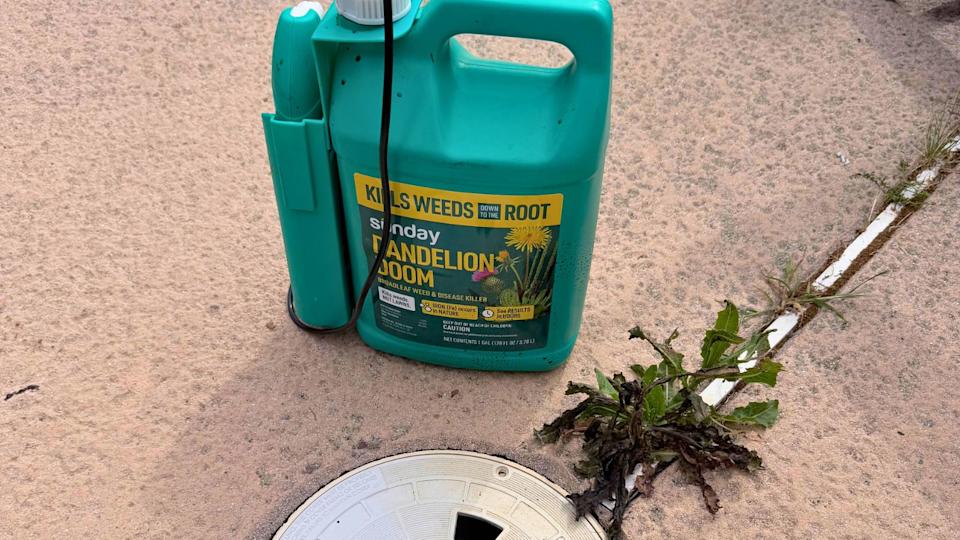 The dandelions growing in the cracks in my pool deck met a swift demise after a spot treatment with Sunday's post-emergent weed killer. You can see the foliage turning black.