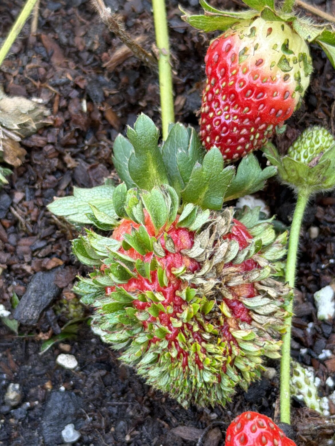 Eldritch Strawberry