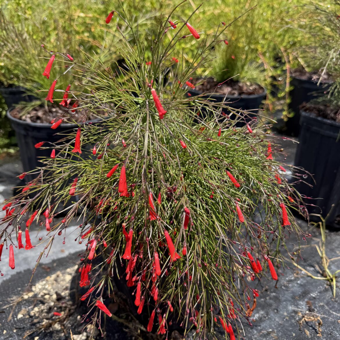 Plant ID