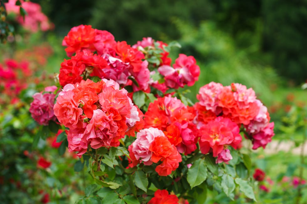 lush bush of floribunda rose with pink, coral and red flowers lush bush of floribunda rose with pink, coral and red flowers