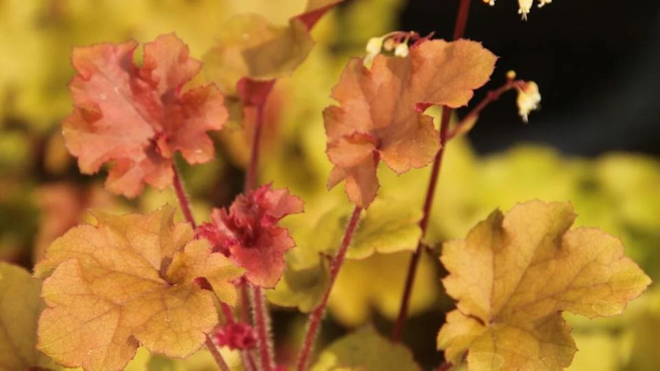 Heuchera Blondie.