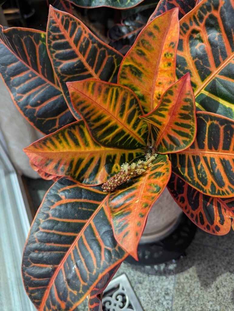 Croton Blooming!