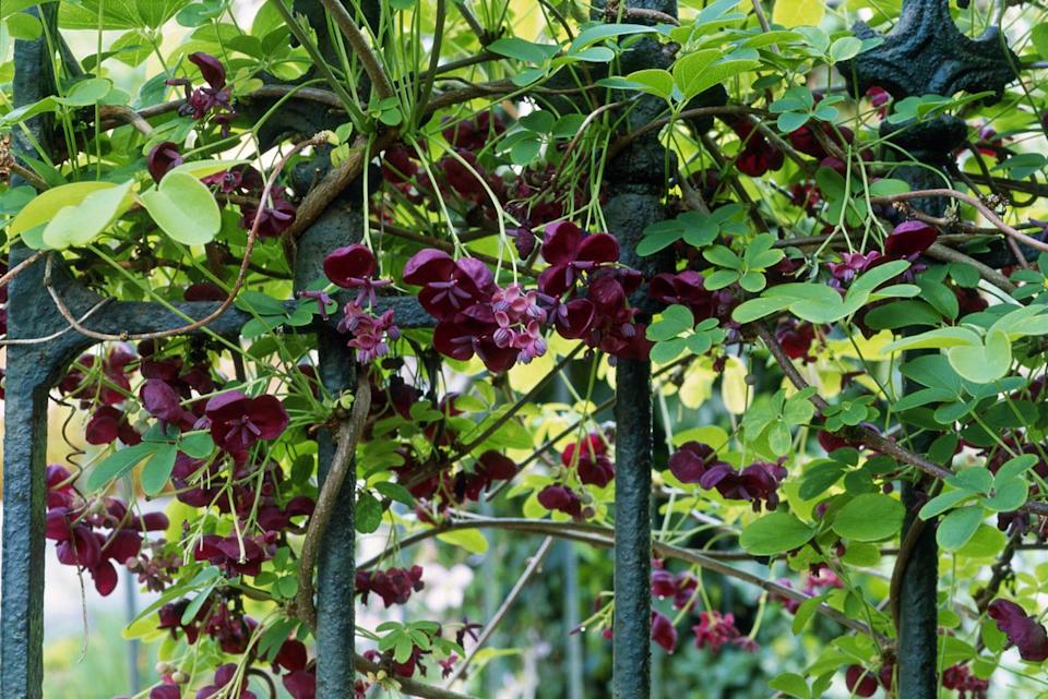 Chocolate vine (Akebia quinata) climbs on rails.Credit: Anne Green-Armytage/Getty Images