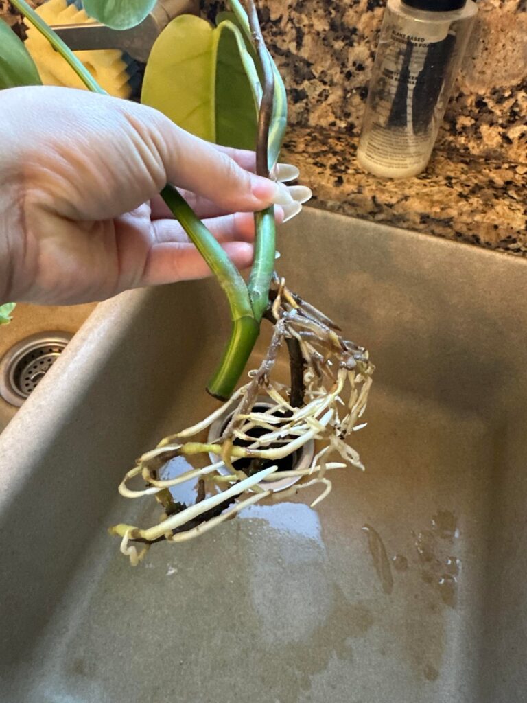 Monstera Aurea Prop