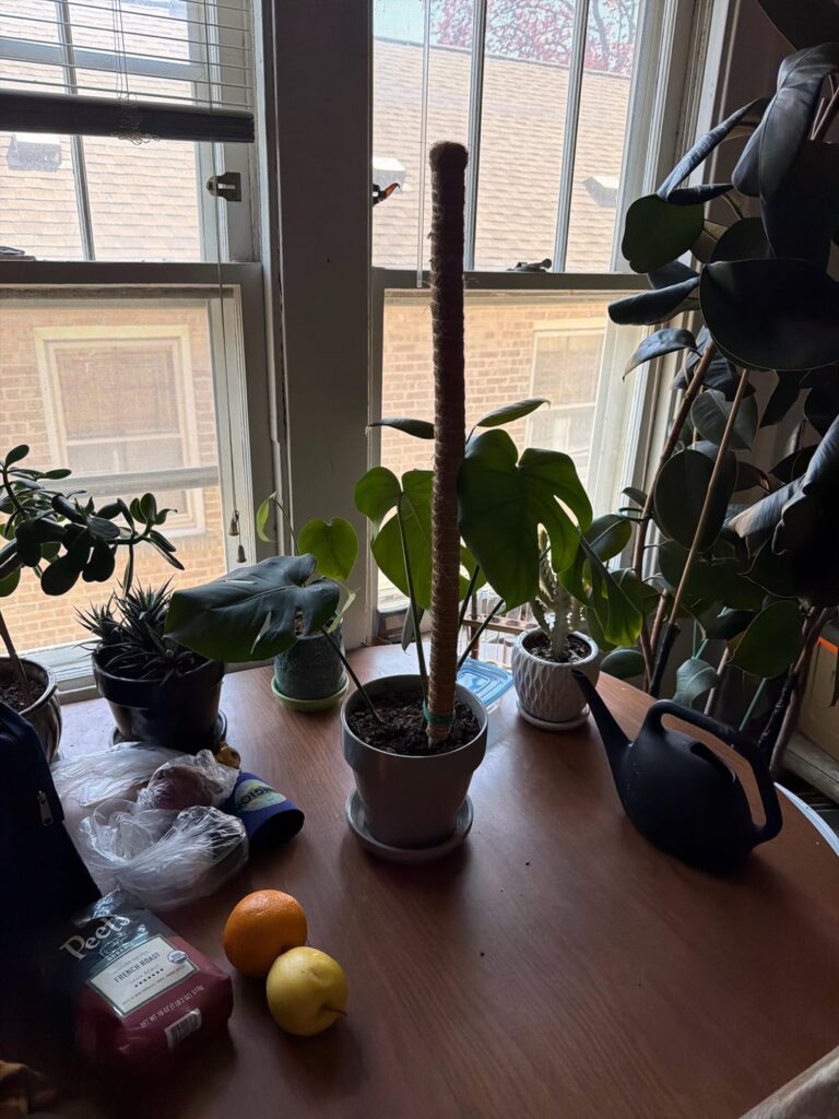 First Monstera cutting