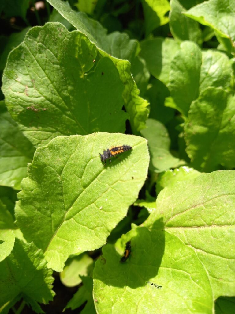 What bug is this and is it harmful?