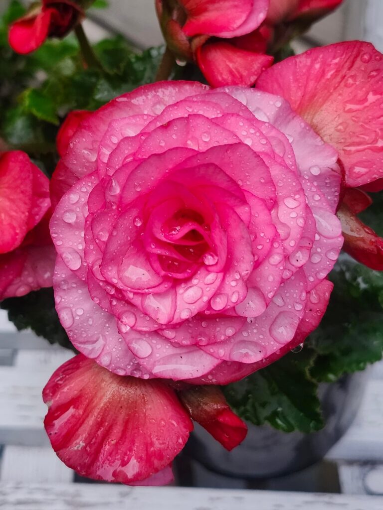 First Post Here – Solenia Begonias First Post Here - Solenia Begonias