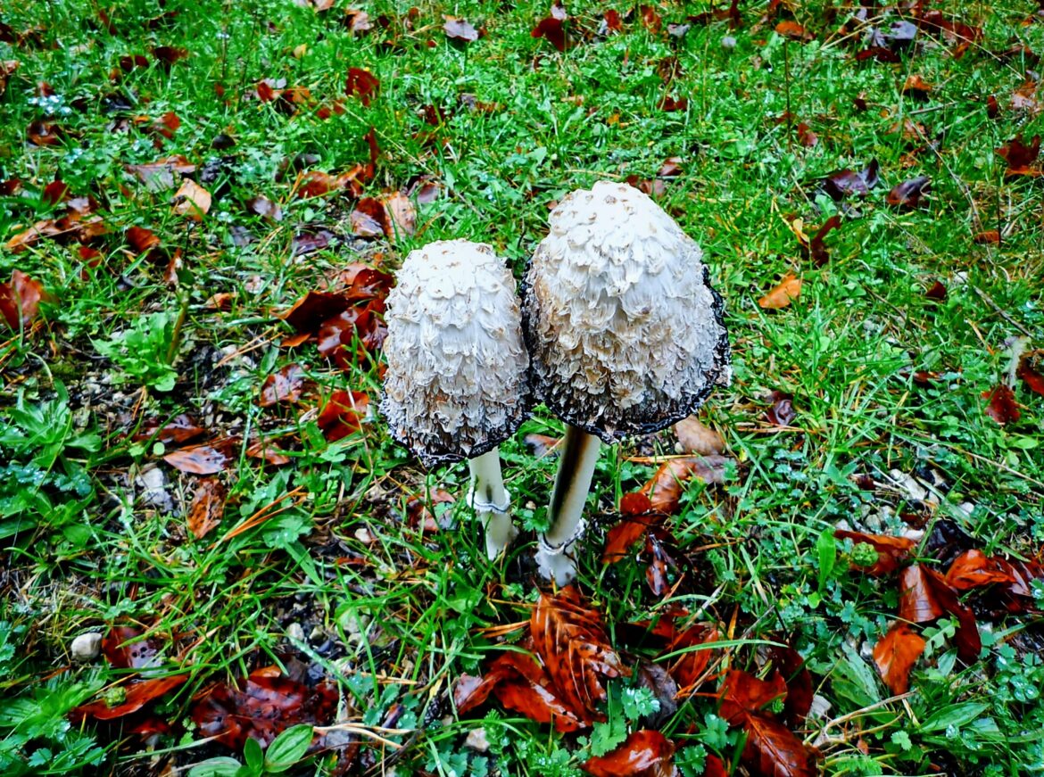 Hongos de tinta(Coprinus comatus)[OC].
