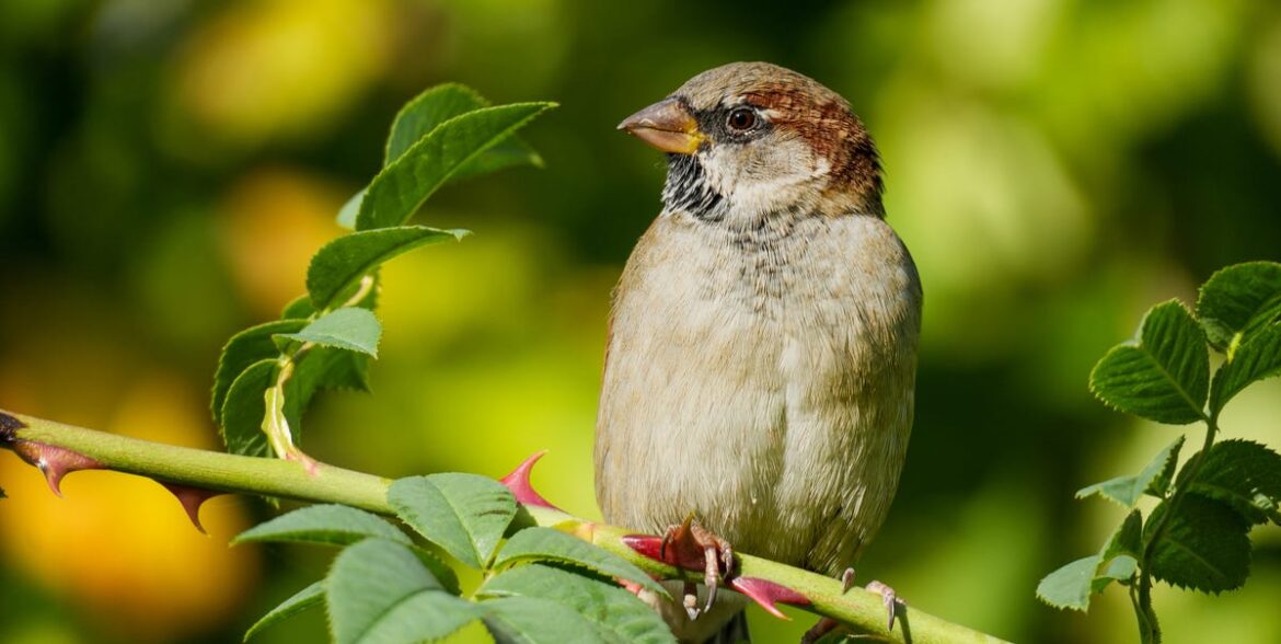 5 Ways To Help Garden Birds During A Heatwave 5 Ways To Help Garden Birds During A Heatwave