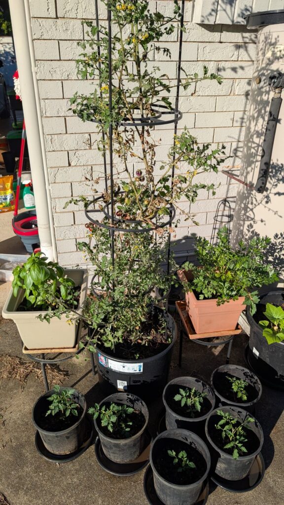 Random tomato seedlings in my pot plants Random tomato seedlings in my pot plants