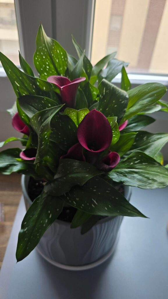 Any suggestions on my calla lily? Any suggestions on my calla lily?