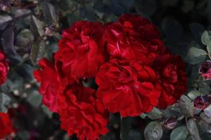 Image of Never Been Redder Floribunda Rose