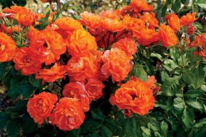 Image of Mandarin Sunset Floribunda Rose