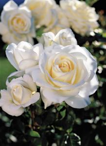 Image of Moondance Floribunda Rose